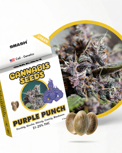Purple Punch Cannabis Samen