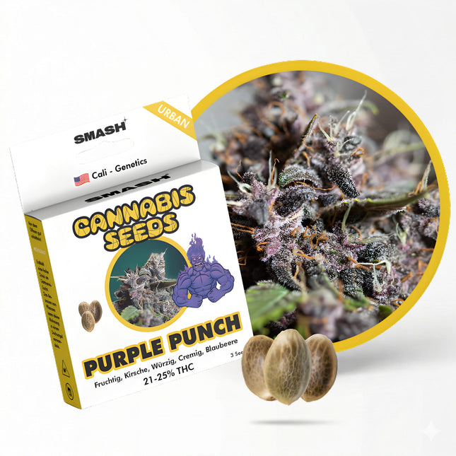 Purple Punch Cannabis Samen
