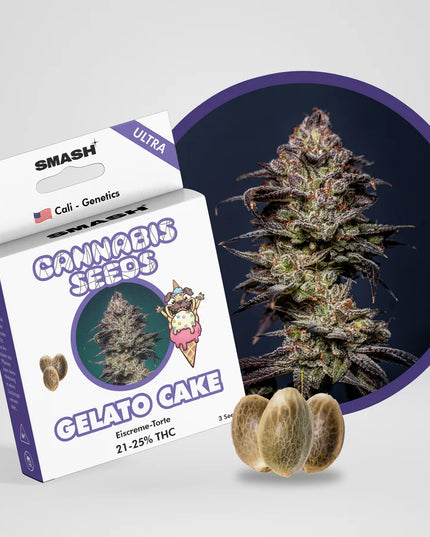 Gelato 41 Autoflower Cannabis Samen