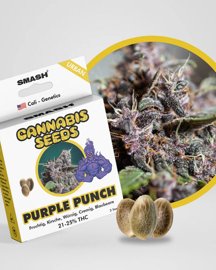Purple Punch Cannabis Samen